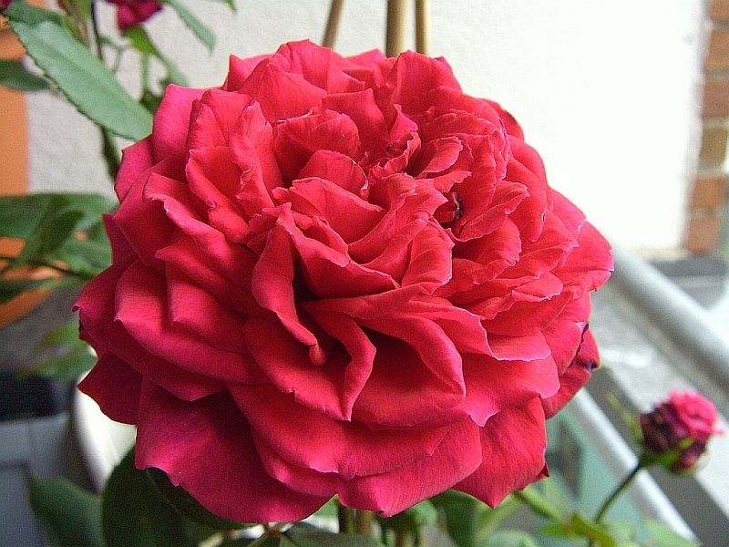 Sabines Rosen
